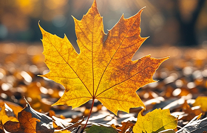 秋天落葉的拍攝技巧 要看光線和構(gòu)圖！