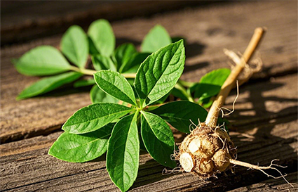 三七的神奇護(hù)膚功效 想來你還不知道吧