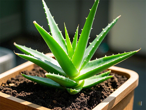 沈陽美容學(xué)校