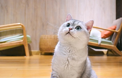 怎么才能拍出貓貓的可愛？沈陽攝影學校