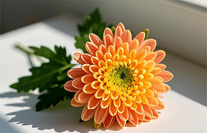 沈陽(yáng)攝影學(xué)校_菊花的拍攝技巧