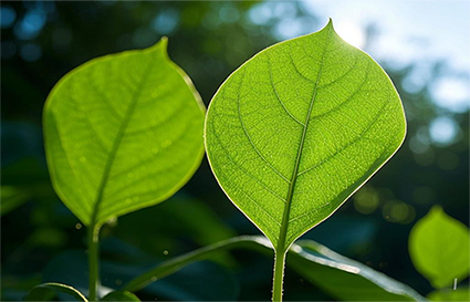 新手如何學習逆光拍攝？沈陽攝影學校