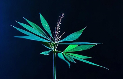 攝影分為哪幾類？沈陽攝影學校