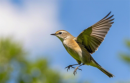 飛鳥要怎么拍攝_沈陽(yáng)攝影學(xué)校