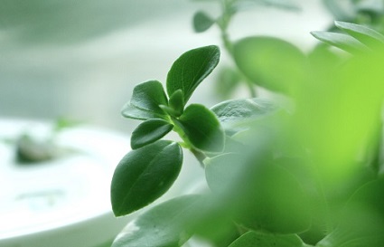 怎么拍好植物？沈陽攝影學(xué)校分享技巧